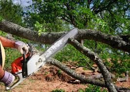 Best Seasonal Cleanup  in Lavallette, NJ